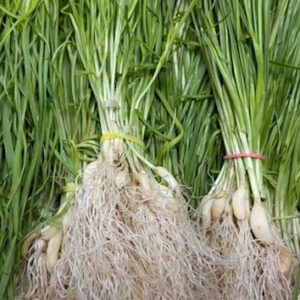 Green Garlic Bunch