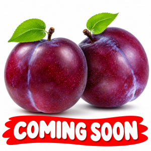 Plum(Pack of 6)
